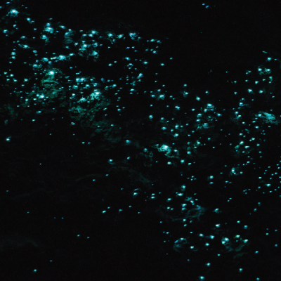 Ostracods