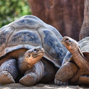 Tortioses On Land