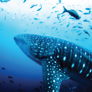 Whale Shark