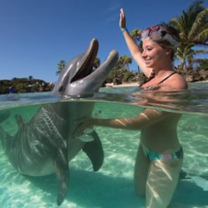 Dolphin in a pool
