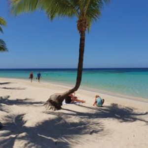 Beach and palm tree