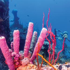Tube sponge