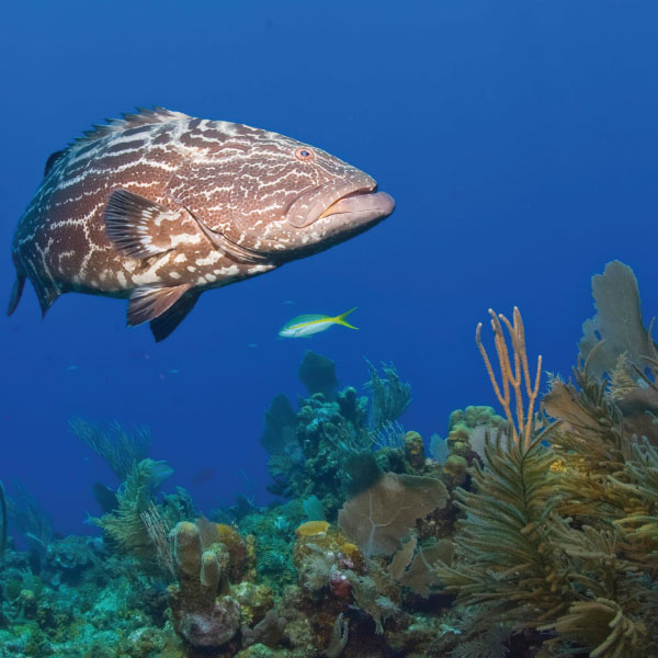 Roatan Grouper